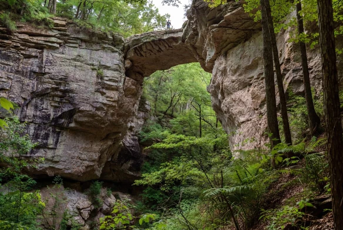 Bankhead National Forest